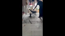 The Kitten’s Accidental Bow Is So Cute!