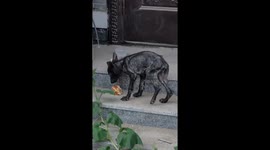 Harry's Second Chance at Life