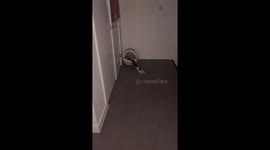 Lazy cat refuses to get up after nap in London, England, UK