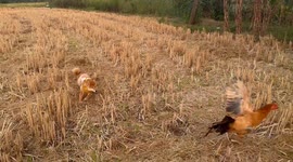 Shiba Inu vs. Chickens: Chaos Ensues!
