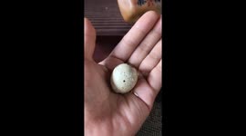 Birth in the Palm of a Hand