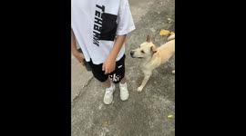 The Dog's Nudge for Friendship