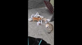 Cat Burglars