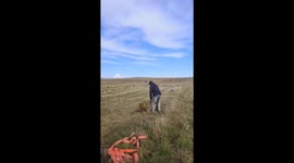 Perfect Bale Toss!