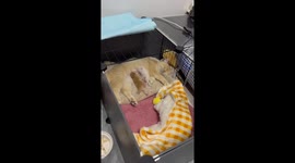Kittens’ Affectionate Pads