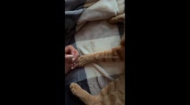 Cat Shows Off Its Nails Too!