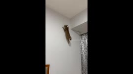 Spider-Cat in Action!