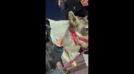 The Heartwarming Interaction Between a Girl and a Reindeer