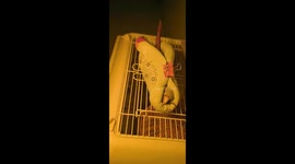 Adorable parrot learns to sleep in a cozy cotton nest in Henan, China