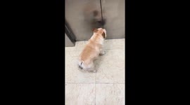 French bulldog hilariously slides on slippery floor in Sichuan, China