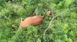Saving Wildlife