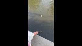 Man lowers broom into river to rescue stranded hedgehog