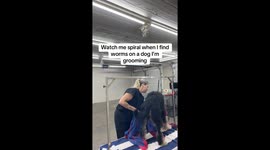 Dog groomer discovers worms mid-dry—‘spirals in viral TikTok with 4 million views