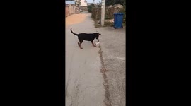 Dog and cat’s playful street scuffle in Jiangsu, China