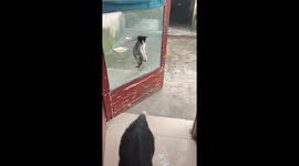 Playful cat and Border Collie’s funny scuffle at screen door in Henan, China