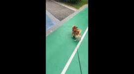 Excited Shiba Inu jumps and spins after spotting another dog in Sichuan, China