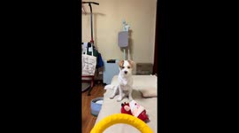 Well-aimed toy toss for playful dog in Chongqing, China