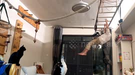 Skilled cat impressively swings on rope like an acrobat in Hubei