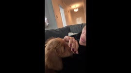 Dog mum fakes tears to stop puppy biting - goldendoodle’s priceless reaction goes viral with 3M TikTok views