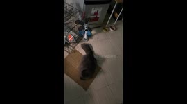 Cat stuck down the side of building rescued by pet owners