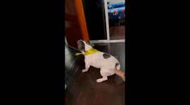 French Bulldog barks at girl... but is too scared to approach her