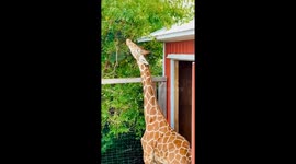 Giant Giraffe Munching Leaves: An Amazing Zoo Experience You Can't Miss!