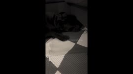 Dogs Stop Playing When They Notice Camera