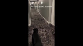 Canine Siblings In A Hotel Hallway