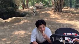 White tiger attempts sneak on zoo visitor in China