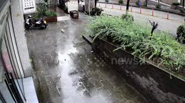 Clumsy cat panics and fails to climb plant box when motorbiker arrives