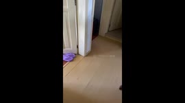 Treadmill Pittie Takes A Jog