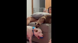 Cat Gives Pitbull a Bath