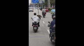 Runaway ostrich weaves between cars along busy road in China