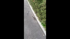 Papa Duck Protecting Babies From Uni Student