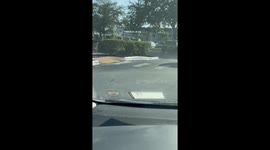 Bird Perches in Front of Driver's Windshield