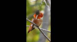 Allen's Hummingbird Preening