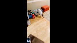 Sneaky Cat BUSTED! Catching My Thirsty Cat Stealing From the Cooler
