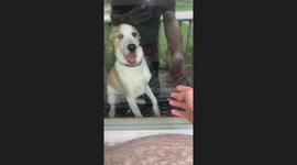 Morty's Hilarious Post-Work Greeting: Love & Window Scratches!