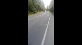 Rottweilers in the Street