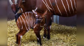 UK: First Female Eastern Mountain Bongo Calf Born At Woburn In Over A Decade