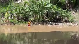 Honduras: Firefighters Rescue Three-Legged Puppy Stranded For Seven Days In Honduran River