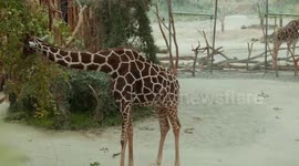 Switzerland: New Bull Giraffe Obi Arrives At Zurich Zoo To Boost Critically Endangered Population