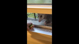 Opossum Eating Grapes on the Windowsill