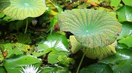 The surface of a lotus leaf, a beautiful shape growing wildly in the water