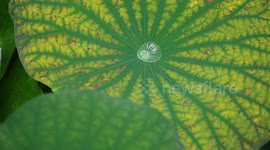 Water droplets collect on the surface of a lotus leaf