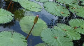 Water droplets collect on the surface of a lotus leaf
