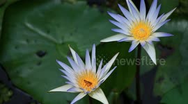 Mini Lotus Lily blooms in the lake area in its season