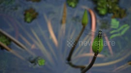 Dragonfly lands on a lotus flower bud