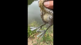 The Grebe's Return