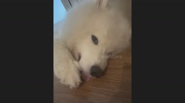 The Adorable Puppy Was Biting Its Toe!